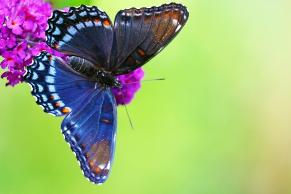 Red Spotted Purple Butterfly by Deb Oppermann